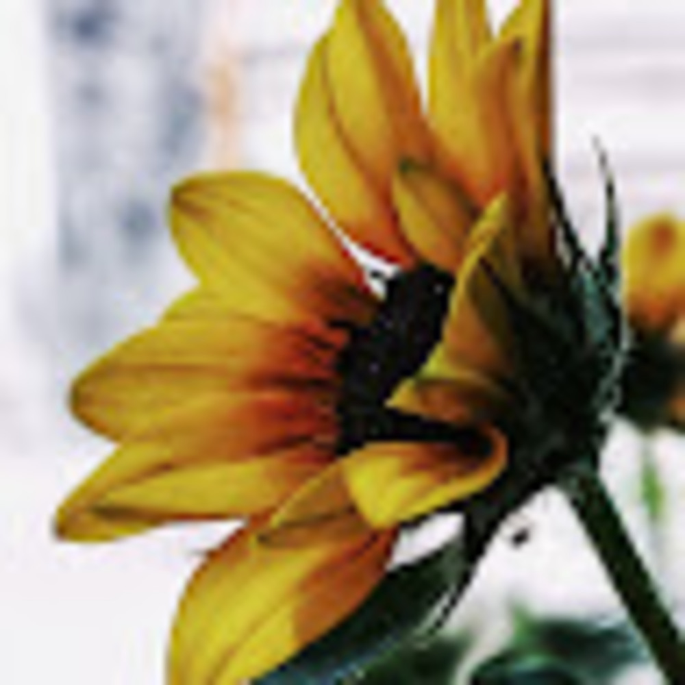 Meet your Posher, Alice e